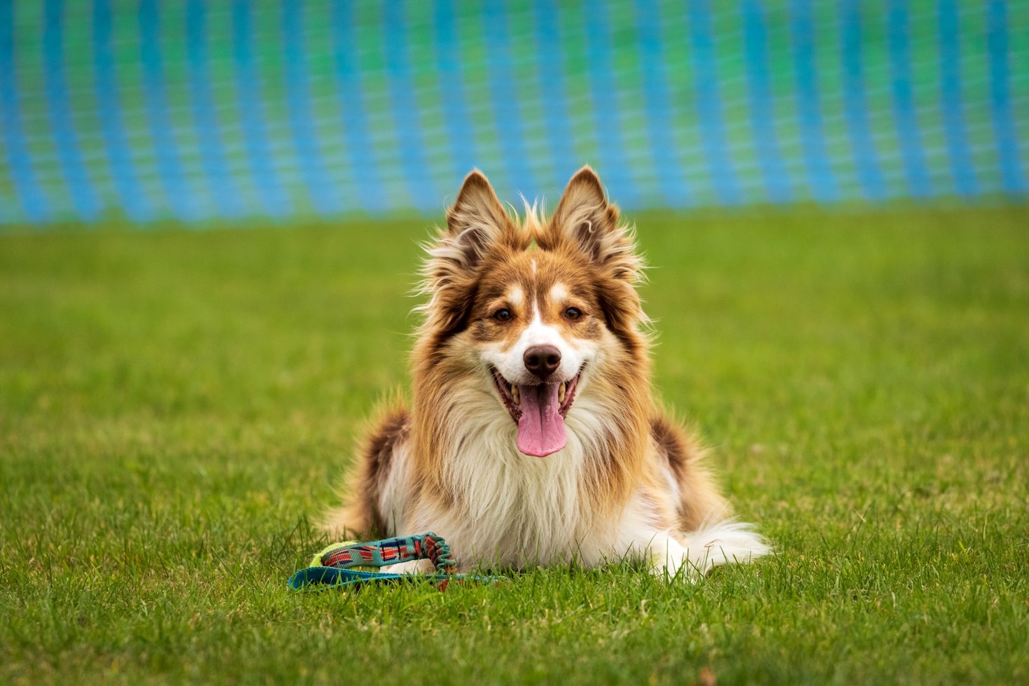Tecniche per una relazione rispettosa con gli animali