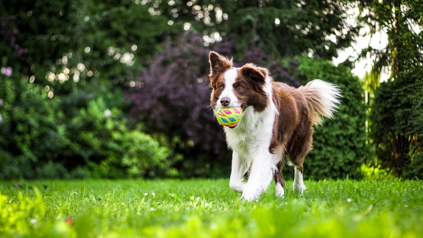 Approcci innovativi negli Interventi Assistiti con Animali
